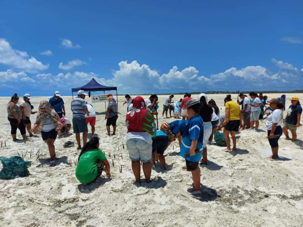 Columban Companions planting mangrove seedlings  to protect tidal waves and sand erosion- Photo: Matang M. Rotitaake