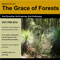 Lent: The Grace of Forests Lenten Reflection Year B