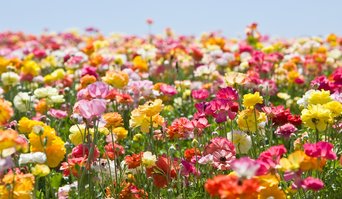 Easter is the greatest and the most important feast in the Church Calendar Year. "Easter" means "the feast of fresh flowers."  - Photo:canva.com