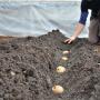 Planting Potatoes