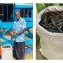 Lomary Primary plant mangroves to battle climate change