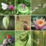 Biodiversity Month - Healing our relationship with creation